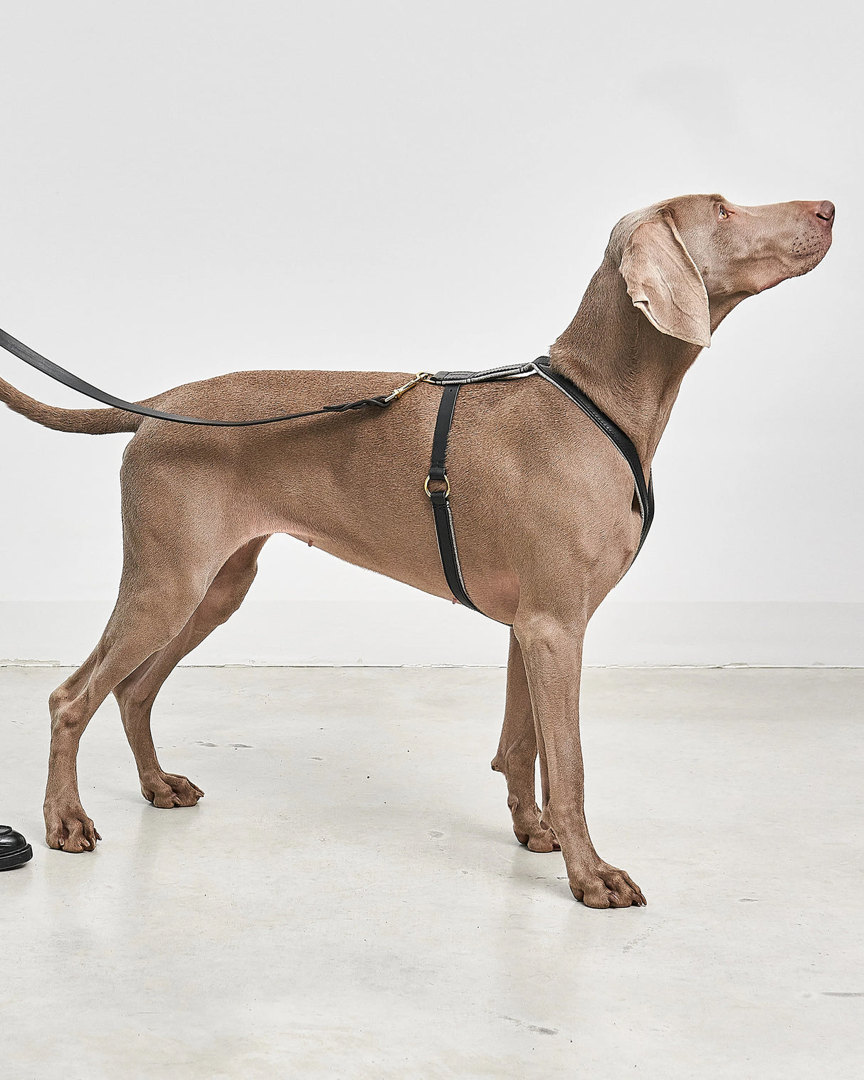 VERONA LEATHER DOG HARNESS | רתמת עור לכלב