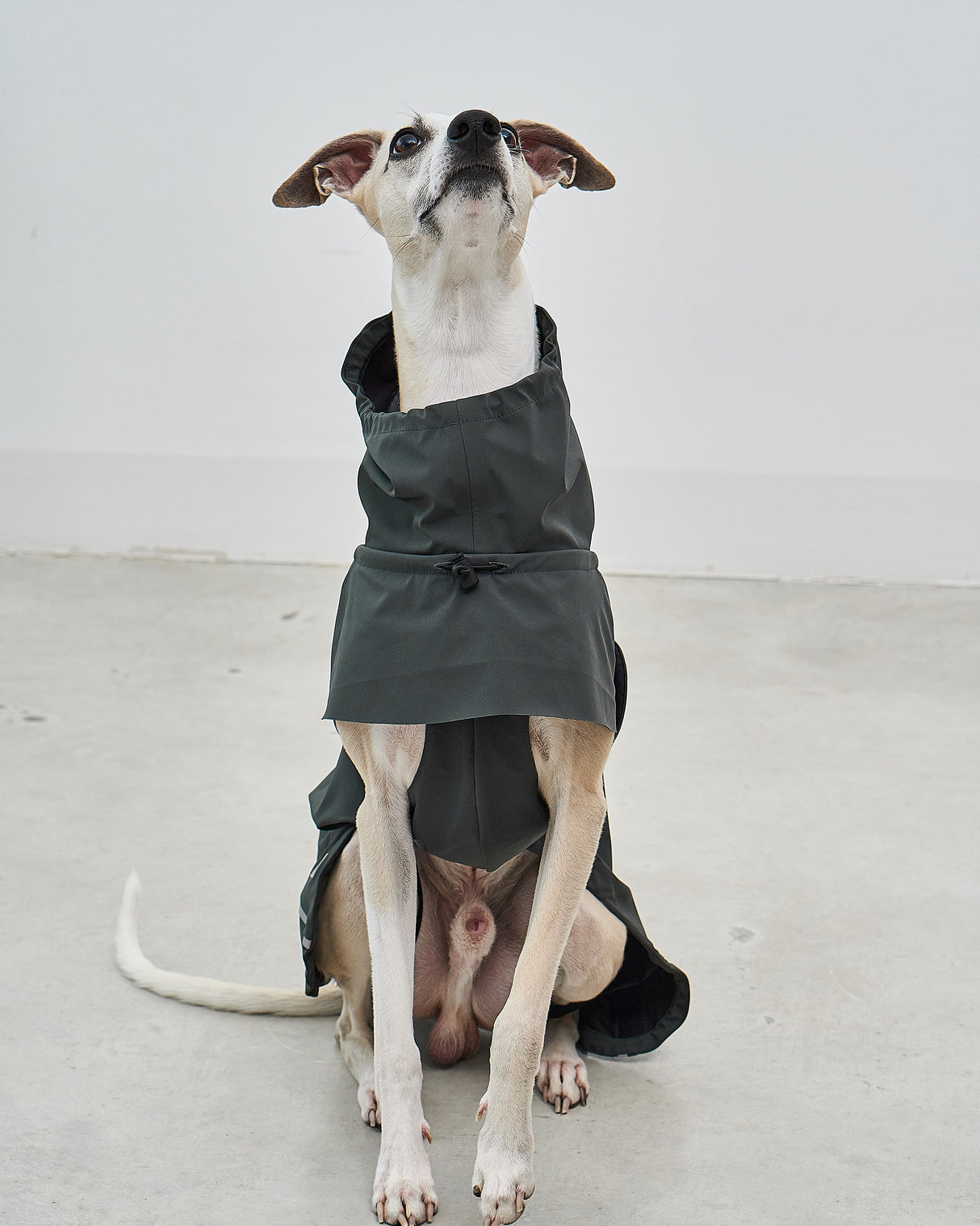 VALENTINA DOG RAINCOAT | מעיל גשם ורוח לכלב