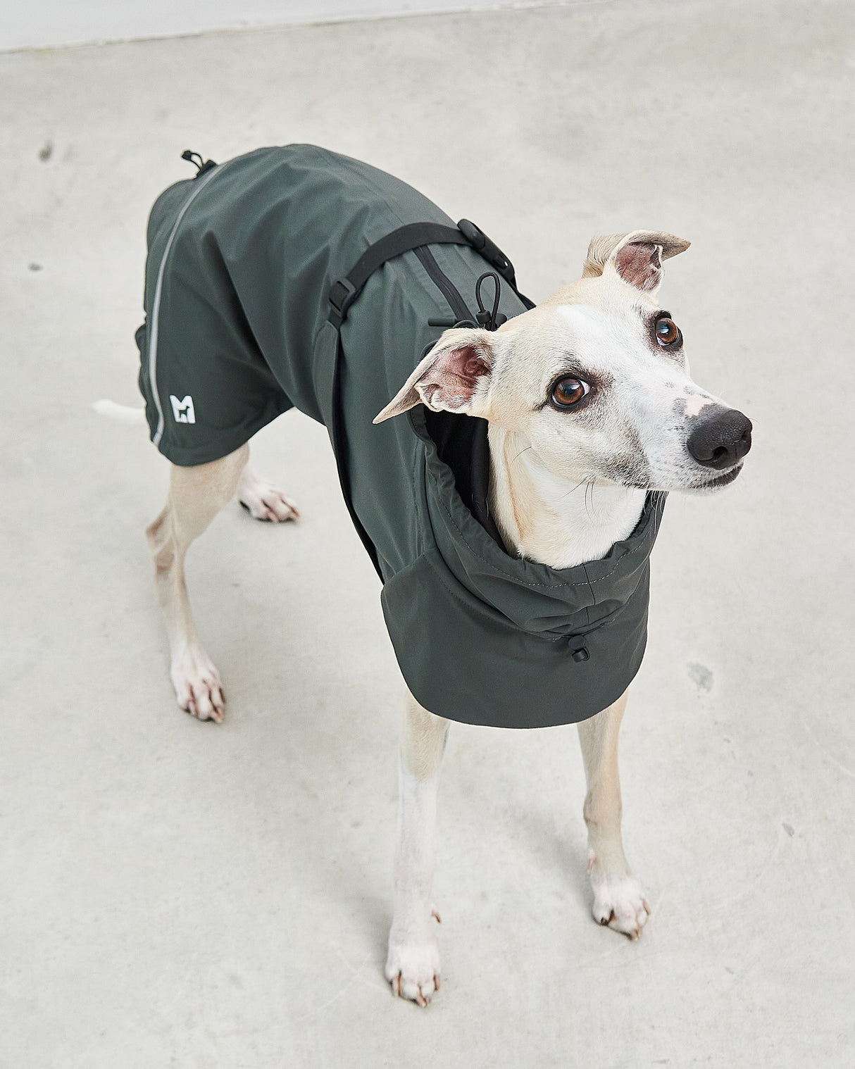 VALENTINA DOG RAINCOAT | מעיל גשם ורוח לכלב