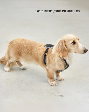 VERONA LEATHER DOG HARNESS | רתמת עור לכלב