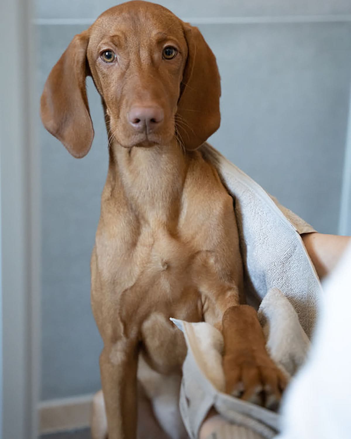 מגבת לכלב מכותנה אורגנית | SECCO DOG TOWELS