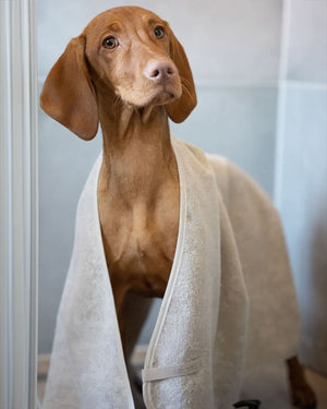 מגבת לכלב מכותנה אורגנית | SECCO DOG TOWELS