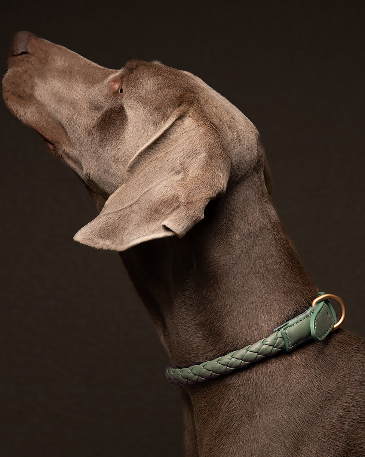 קולר קלוע לכלב מעור נאפה איטלקי | FERDINANDO NAPPA LEATHER COLLAR
