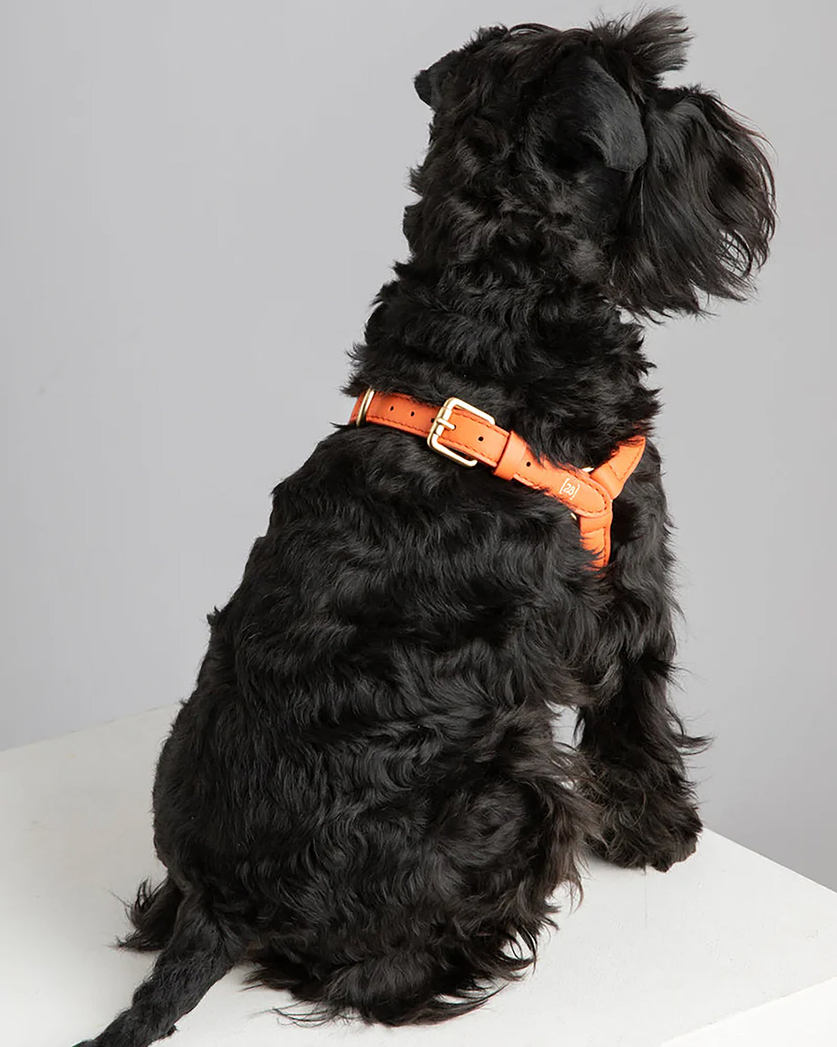 רתמה לכלב מעור נאפה איטלקי | MARIO NAPPA LEATHER DOG HARNESS