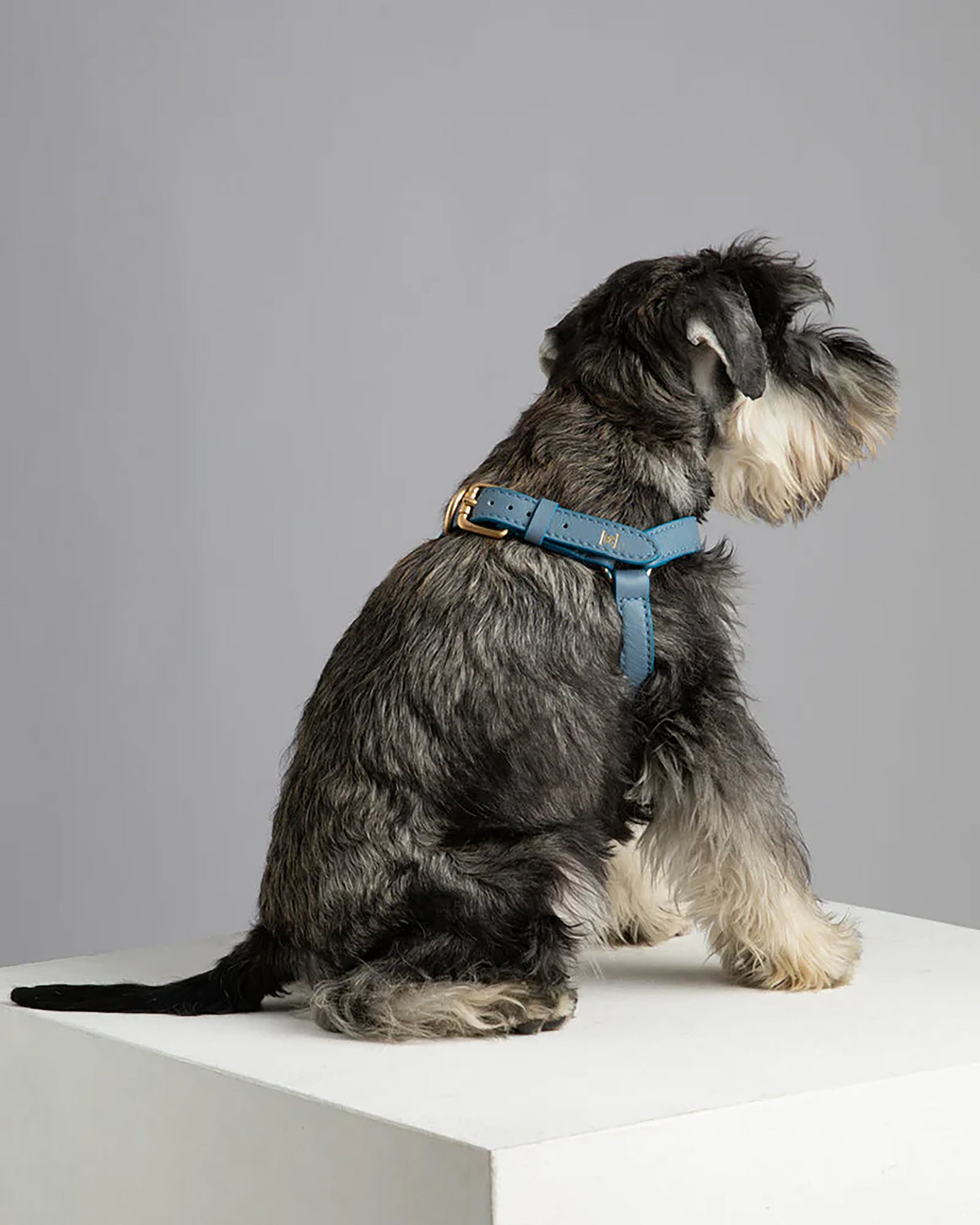 רתמה לכלב מעור נאפה איטלקי | MARIO NAPPA LEATHER DOG HARNESS