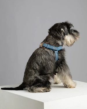 רתמה לכלב מעור נאפה איטלקי | MARIO NAPPA LEATHER DOG HARNESS