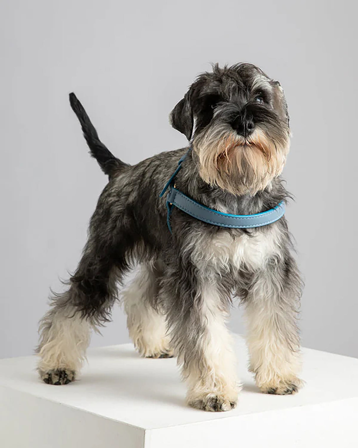 רתמה לכלב מעור נאפה איטלקי | MARIO NAPPA LEATHER DOG HARNESS