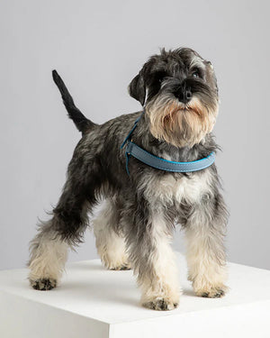 רתמה לכלב מעור נאפה איטלקי | MARIO NAPPA LEATHER DOG HARNESS