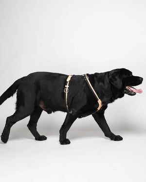 FRANCO RIBBON DOG HANRESS | רתמה לכלב