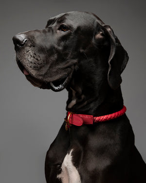 קולר קלוע לכלב מעור נאפה איטלקי | FERDINANDO NAPPA LEATHER COLLAR