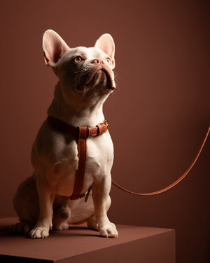 GABRIELE NAPPA LEATHER DOG HARNESS | רתמת עור נאפה לכלב