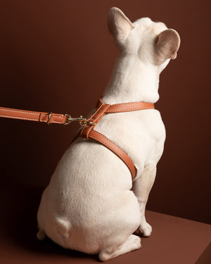 GABRIELE NAPPA LEATHER DOG HARNESS | רתמת עור נאפה לכלב