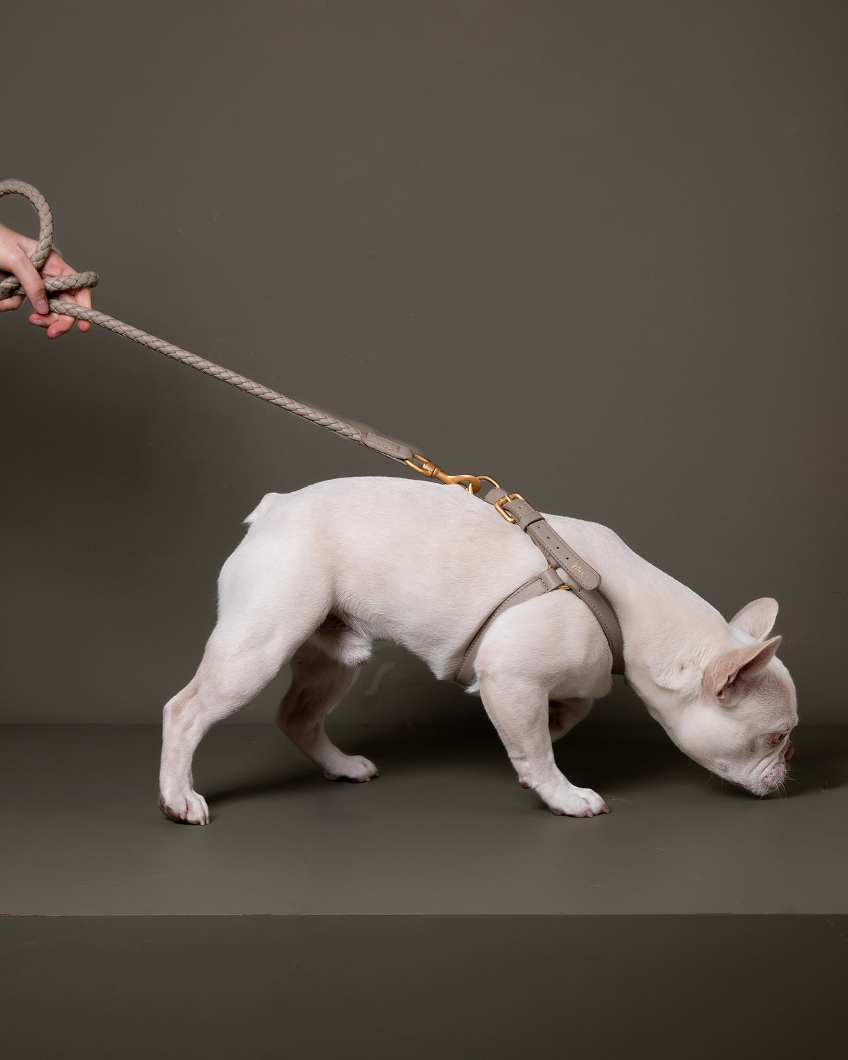 רתמה לכלב מעור נאפה איטלקי | MARIO NAPPA LEATHER DOG HARNESS
