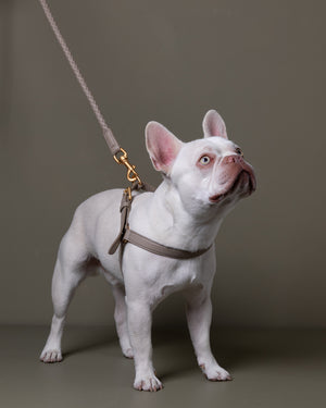 MARIO LEATHER HARNESS | רתמת עור לכלב