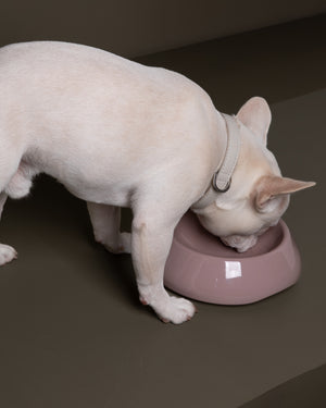 SARAH DOG & CAT CERAMIC BOWLS |  קערות קרמיקה לכלבים ולחתולים