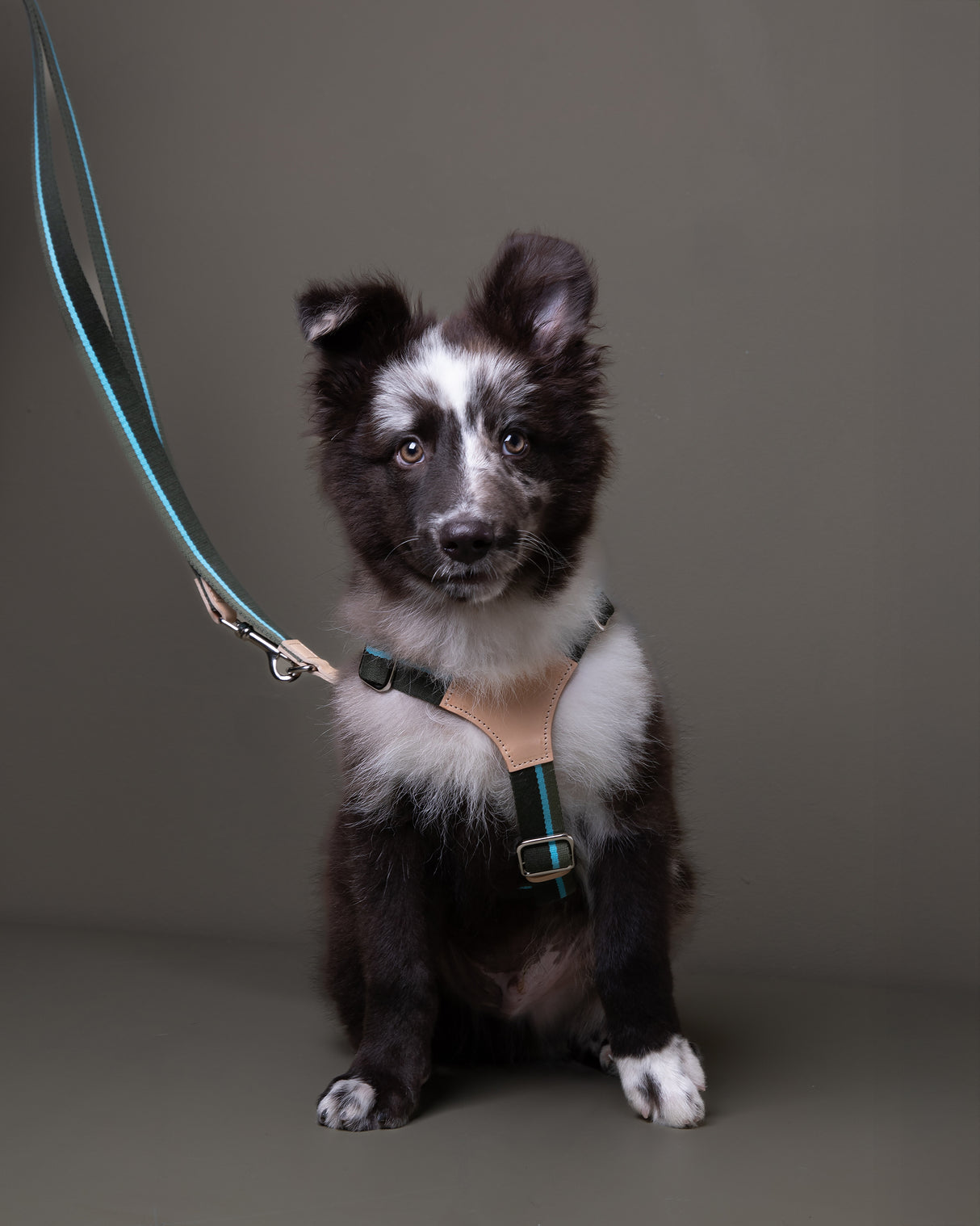 FRANCO RIBBON DOG HANRESS | רתמה לכלב
