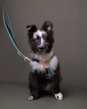 FRANCO RIBBON DOG HANRESS | רתמה לכלב