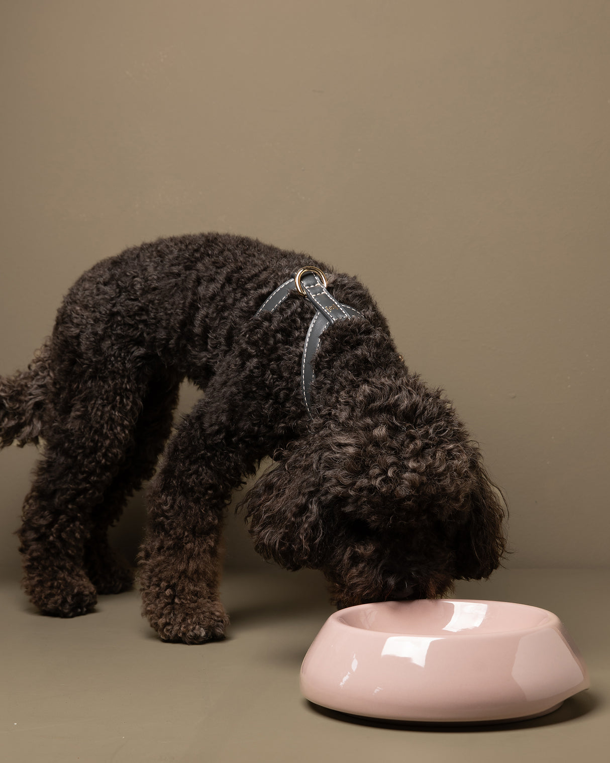 SARAH DOG & CAT CERAMIC BOWLS |  קערות קרמיקה לכלבים ולחתולים
