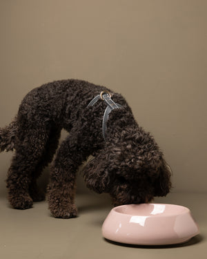 SARAH DOG & CAT CERAMIC BOWLS |  קערות קרמיקה לכלבים ולחתולים