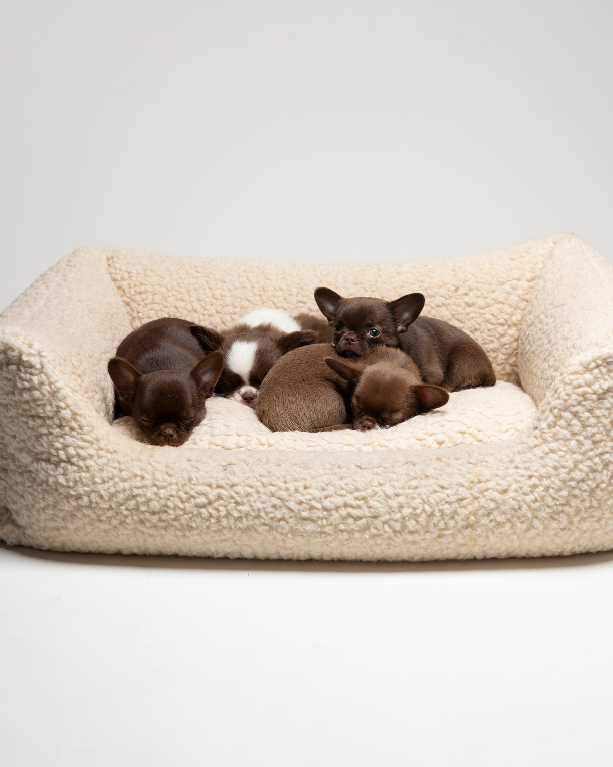 HENRI BOUCLÉ WOOL BED | מיטה לכלב