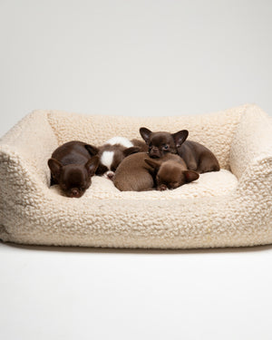 HENRI BOUCLÉ WOOL BED | מיטה לכלב