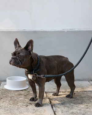 FERDINANDO NAPPA LEATHER COLLAR | קולר עור לכלב