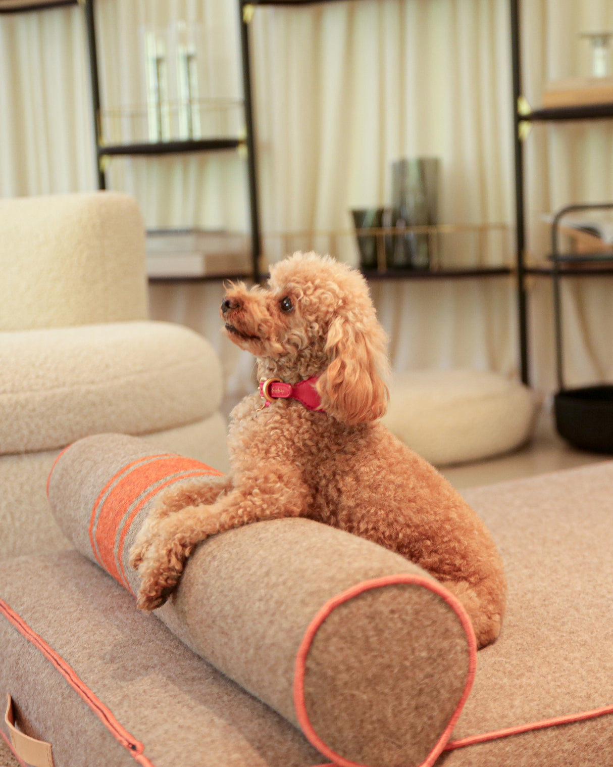 MARIO WIDE LEATHER COLLAR | קולר עור נאפה רחב לכלב