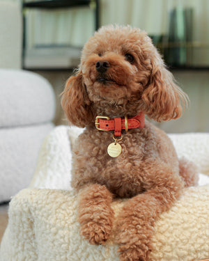 MARIO WIDE LEATHER COLLAR | קולר עור נאפה רחב לכלב