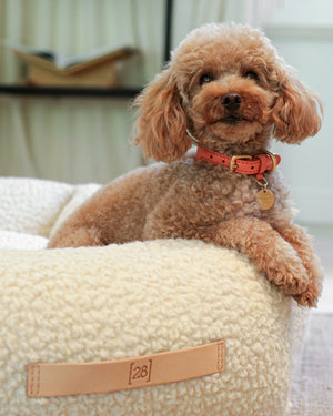 MARIO WIDE LEATHER COLLAR | קולר עור נאפה רחב לכלב