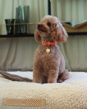 MARIO WIDE LEATHER COLLAR | קולר עור נאפה רחב לכלב