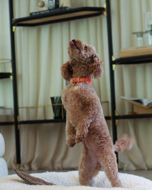 MARIO WIDE LEATHER COLLAR | קולר עור נאפה רחב לכלב