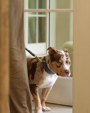 MARIO WIDE LEATHER COLLAR | קולר עור נאפה רחב לכלב