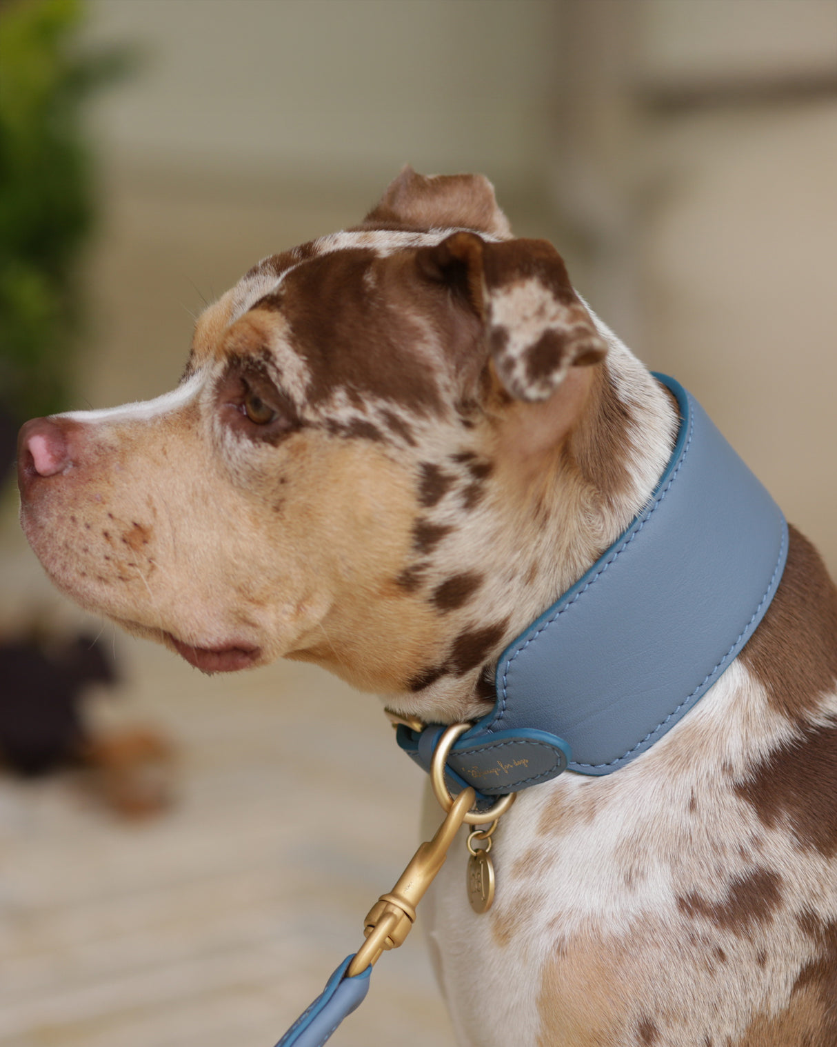 MARIO WIDE LEATHER COLLAR | קולר עור נאפה רחב לכלב