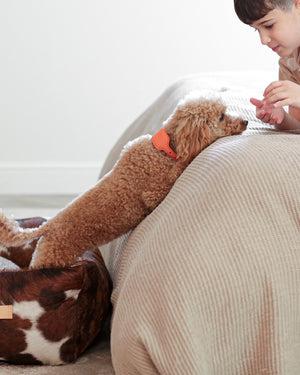 MARIO WIDE LEATHER COLLAR | קולר עור נאפה רחב לכלב