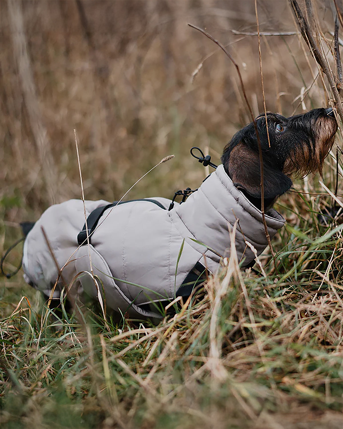 COSIMA DOG WINTER COAT | מעיל חורף לכלב