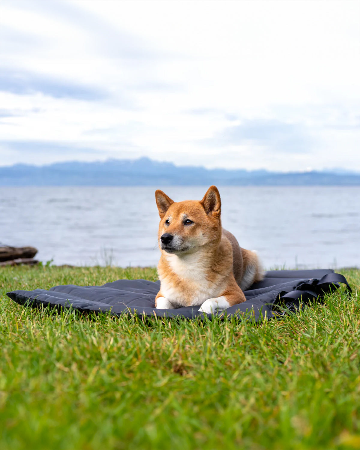 STRADA DOG TRAVEL MAT | מזרן טיולים מתקפל לכלב