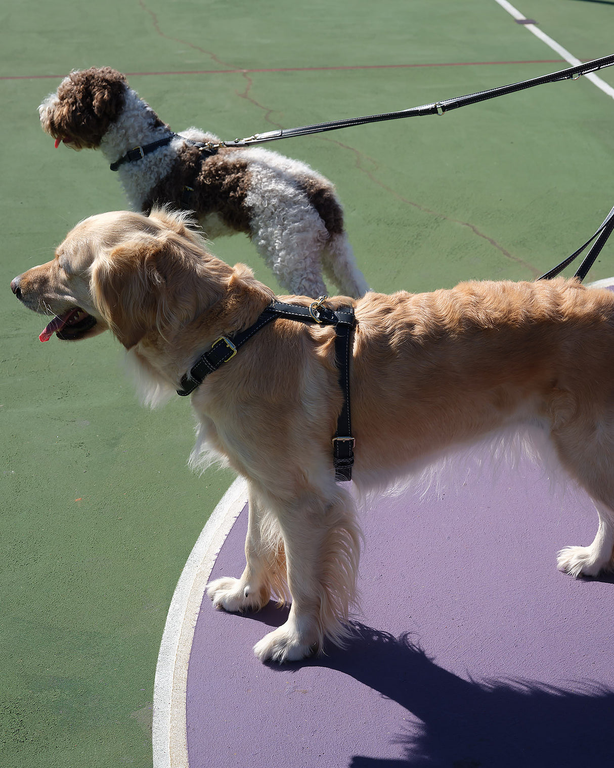 GABRIELE NAPPA LEATHER DOG HARNESS | רתמת עור נאפה לכלב