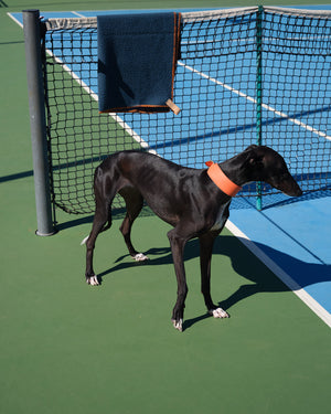 MARIO WIDE LEATHER COLLAR | קולר עור נאפה רחב לכלב