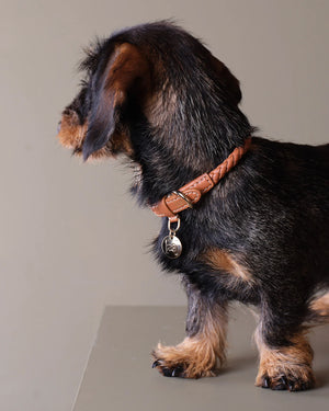 FERDINANDO NAPPA LEATHER COLLAR | קולר עור נאפה לכלב