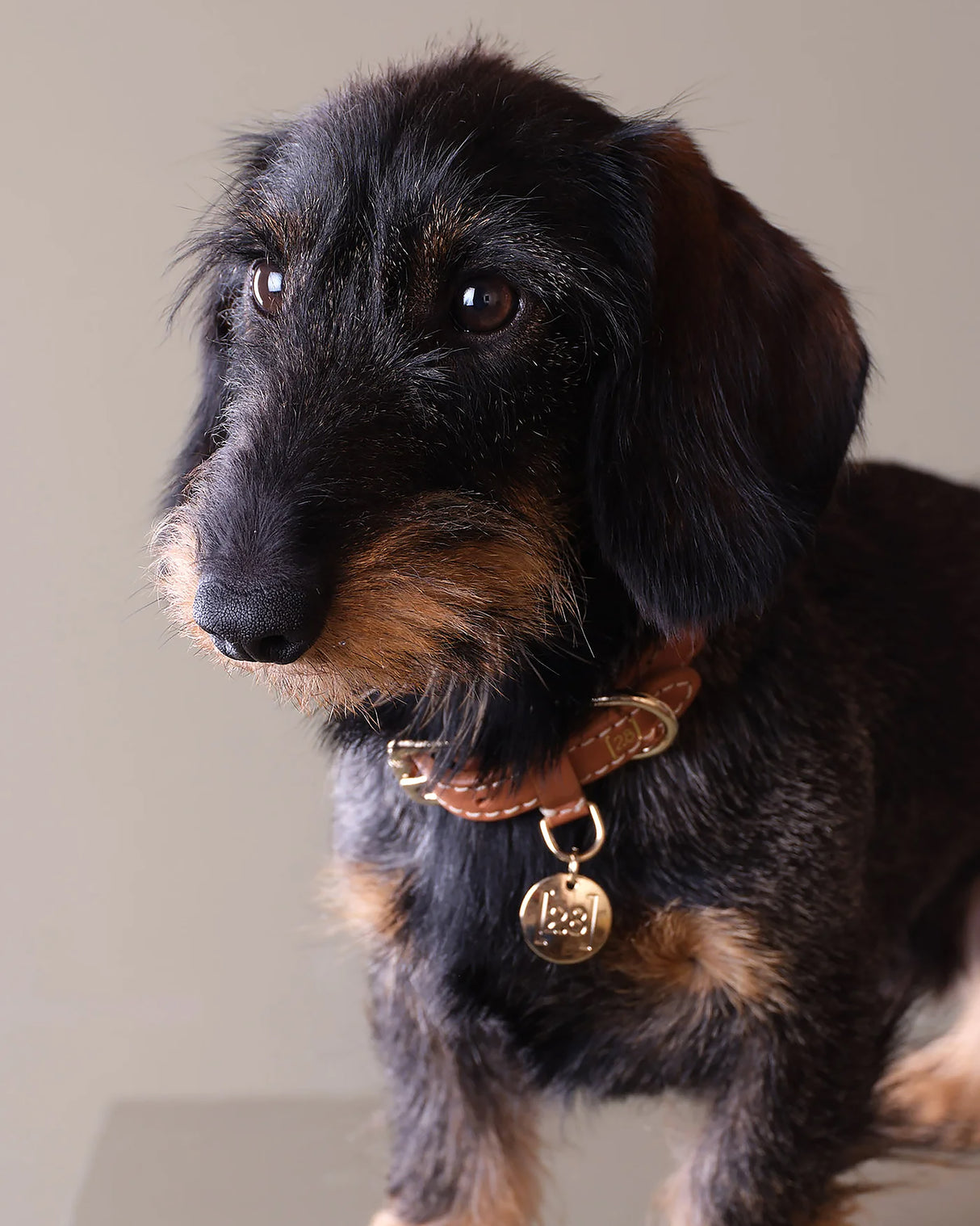 FERDINANDO NAPPA LEATHER COLLAR | קולר עור נאפה לכלב