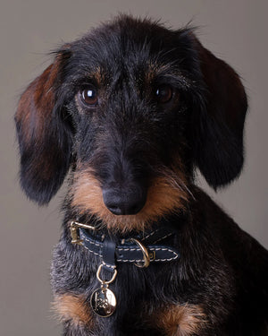 FERDINANDO NAPPA LEATHER COLLAR | קולר עור נאפה לכלב