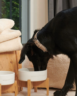 Plain Leather Collar | קולר עור לכלב