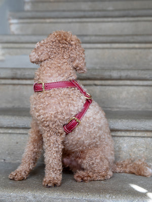 רתמה לכלב מעור נאפה איטלקי | GABRIELE DOG HARNESS