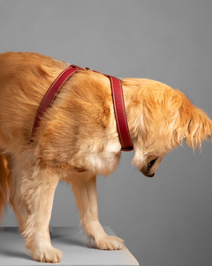 רתמה לכלב מעור נאפה איטלקי | GABRIELE DOG HARNESS