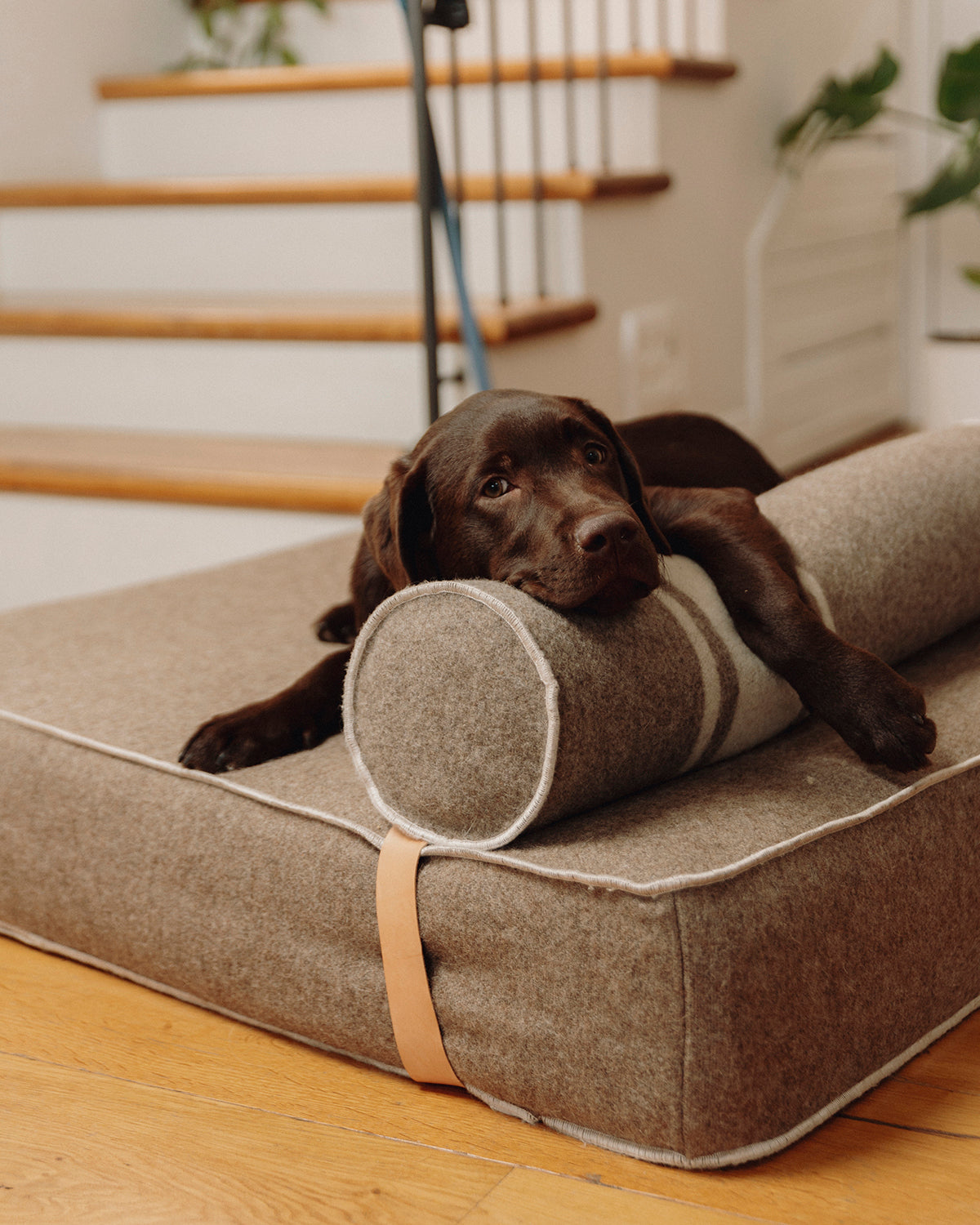 GIAMPAOLO DOG LOUNGE BED | מיטת לאונג׳ לכלב