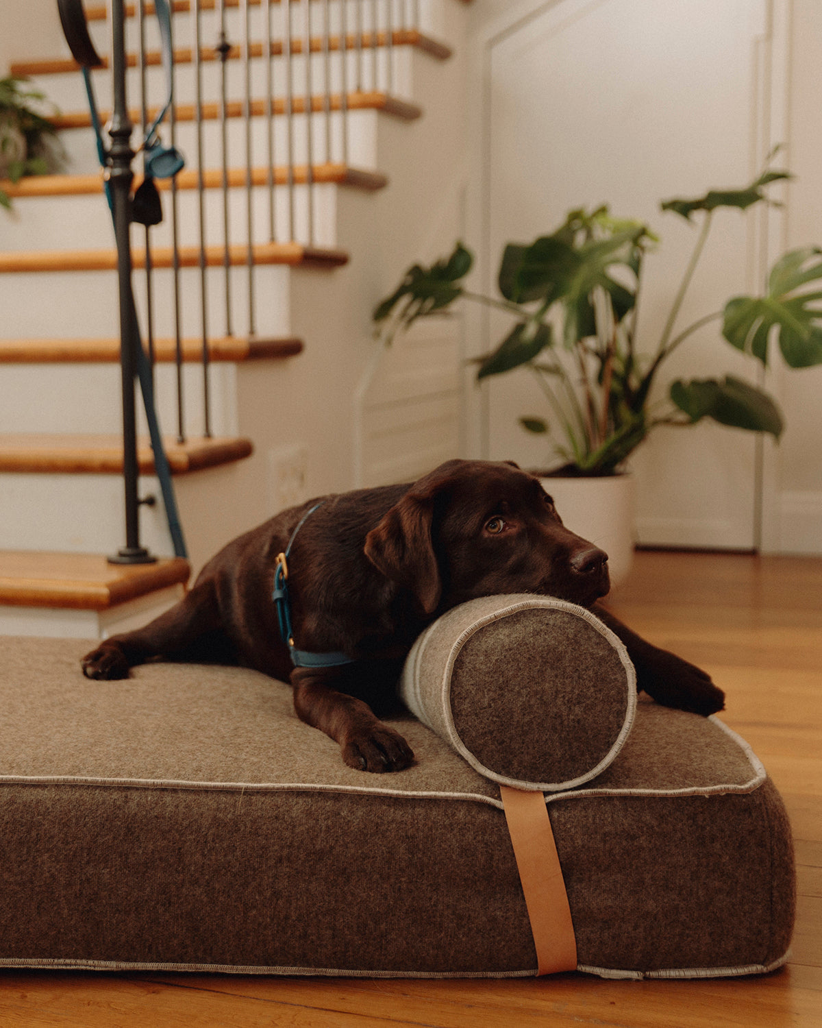 GIAMPAOLO DOG LOUNGE BED | מיטת לאונג׳ לכלב