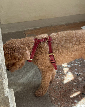 רתמה לכלב מעור נאפה איטלקי | GABRIELE DOG HARNESS