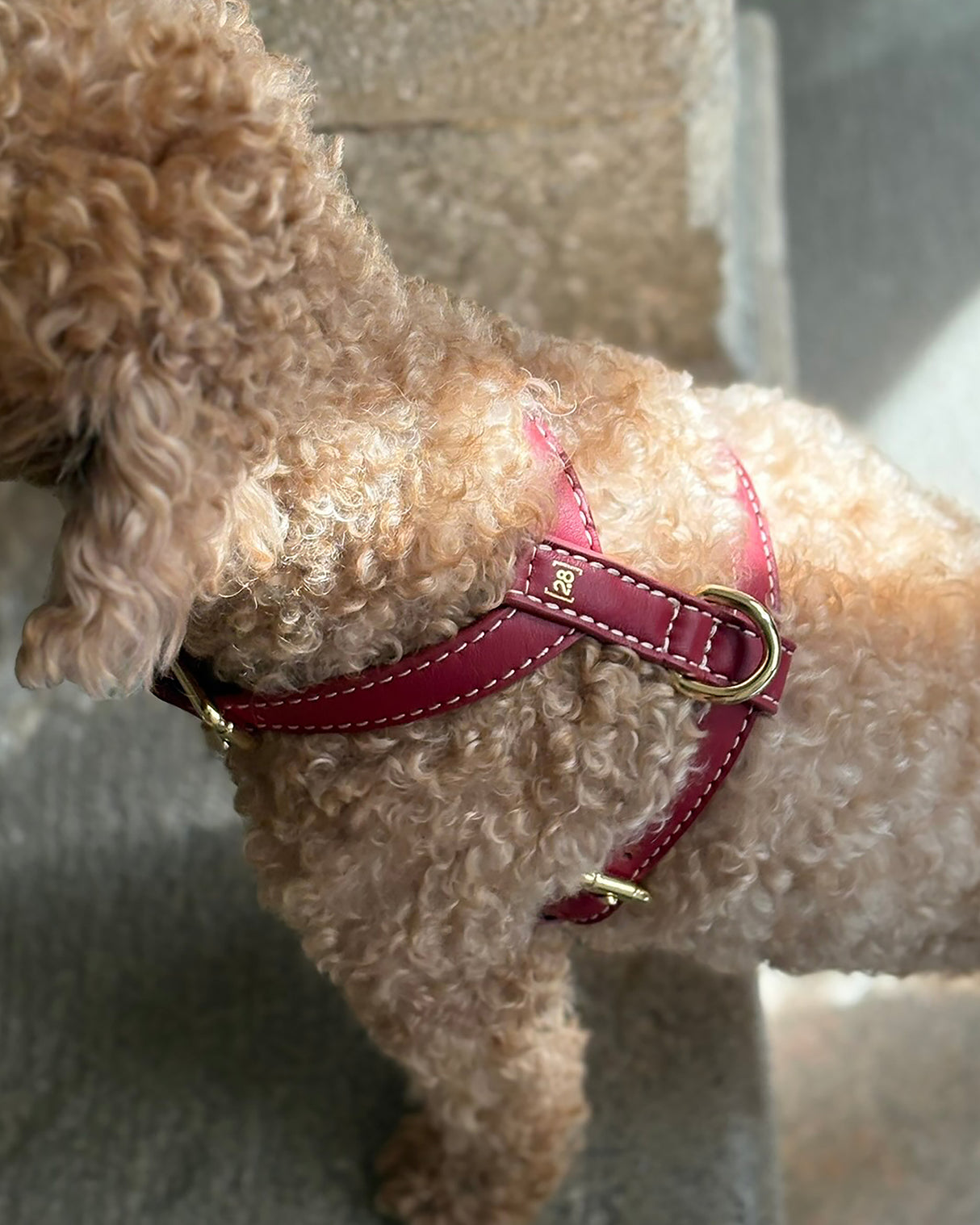 רתמה לכלב מעור נאפה איטלקי | GABRIELE DOG HARNESS