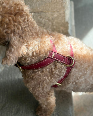 רתמה לכלב מעור נאפה איטלקי | GABRIELE DOG HARNESS