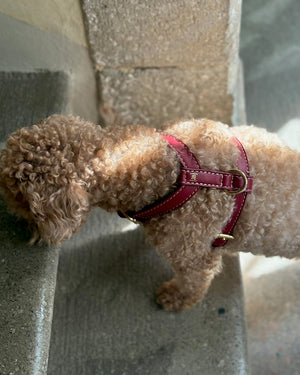 רתמה לכלב מעור נאפה איטלקי | GABRIELE DOG HARNESS